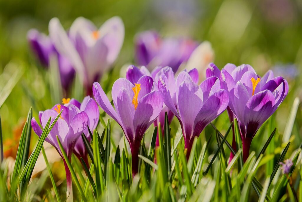 Crocus en fleur - inspiration jardin par Koara Bordeaux